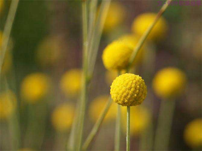 【例外.花箋記】金槌花，敲打在心間的小鼓槌！-別墅設(shè)計,軟裝設(shè)計,室內(nèi)設(shè)計,豪宅設(shè)計,深圳例外軟裝設(shè)計公司